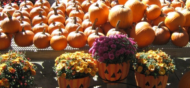 Mums and Pumpkins Decorate your Fall